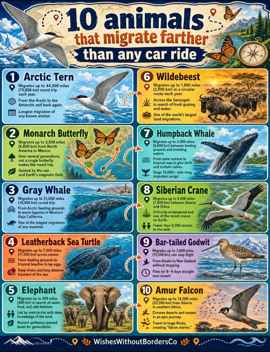 10 Animals That Migrate Farther Than Any Car Ride | Educational Poster Set for Kids