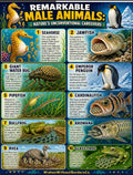 Remarkable Male Animals: Nature's Unconventional Caregivers | Educational Poster Set