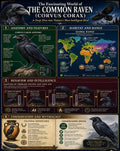 The Common Raven Infographic Poster | Corvus Corax | Science Classroom Decor | Bird Anatomy & Behavior | Wildlife Education Print | Digital Download