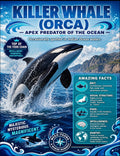 Marine Mammals of the Indian Ocean | Complete Teaching Unit | 14 Educational Posters, Worksheets & Quiz