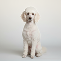 White Poodle Studio Portrait